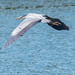 Great Blue Heron in Flight Closeup by rminer