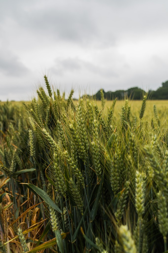 Wheat field 01 by jon_lip