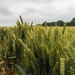 Wheat field 01 by jon_lip
