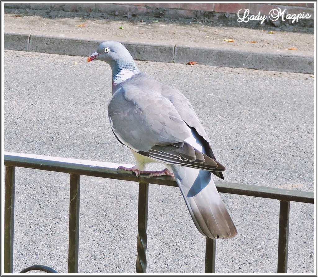 The Pigeon couldn't decide, he was happy to just sit on the Fence. by ladymagpie