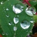 Raindrop, Nature's diamonds. by jmdspeedy