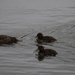 Female Tufted Duck and Ducklings by padlock