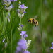 Bee in flight by richardcreese