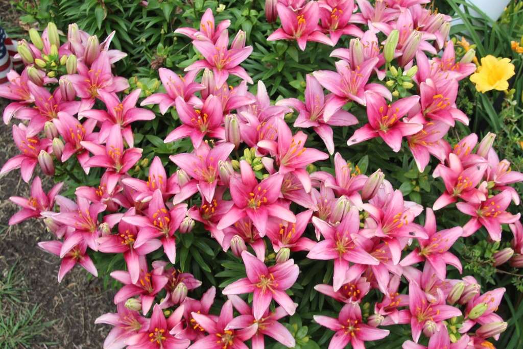 More Asiatic Lilies by bjchipman