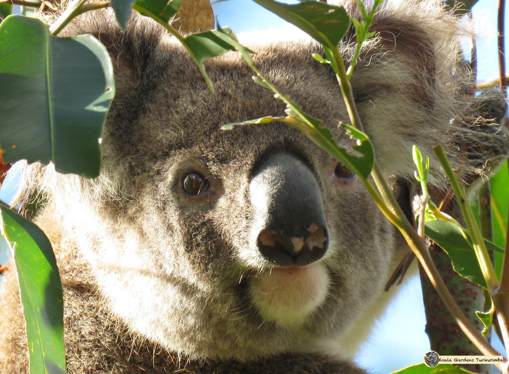 good morning Legion by koalagardens