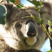 good morning Legion by koalagardens