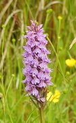 24th Jun 2017 - Common Spotted Orchid