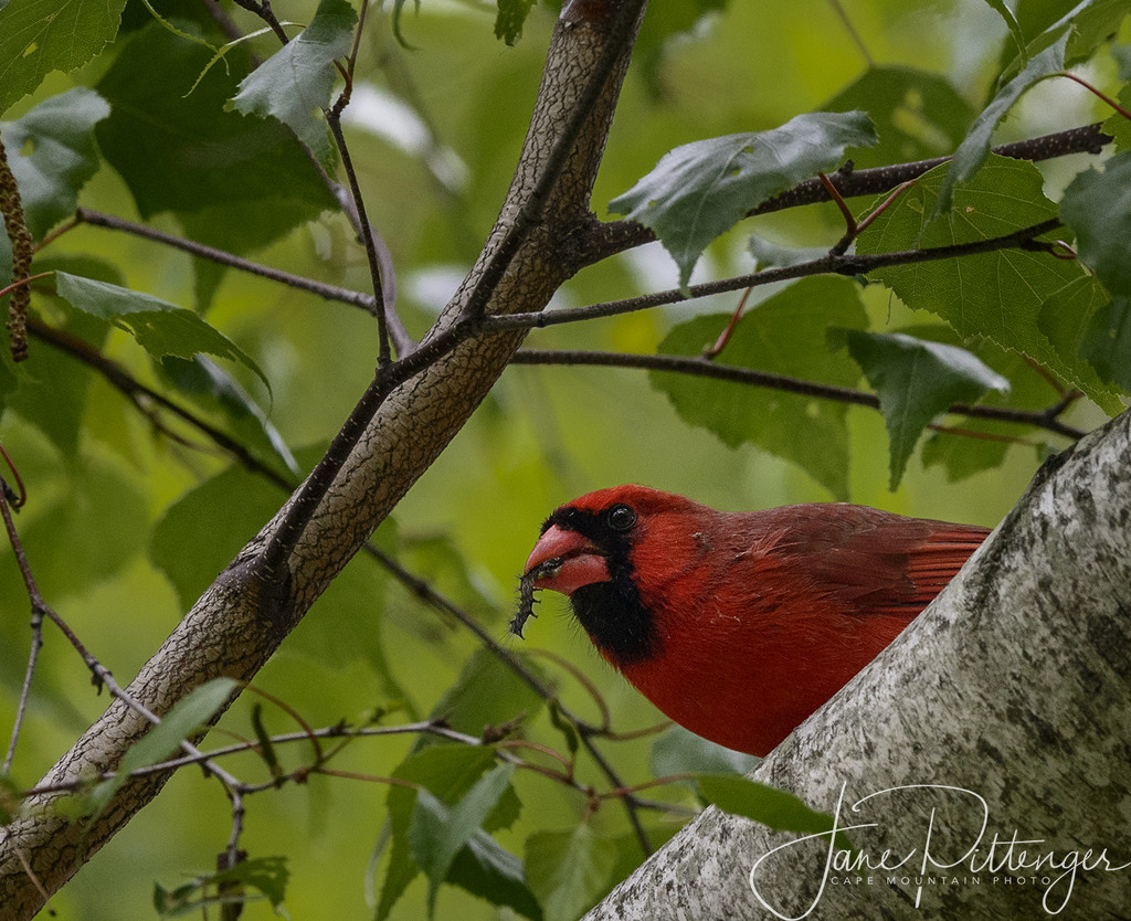 Male Cardinal with Dinner by jgpittenger