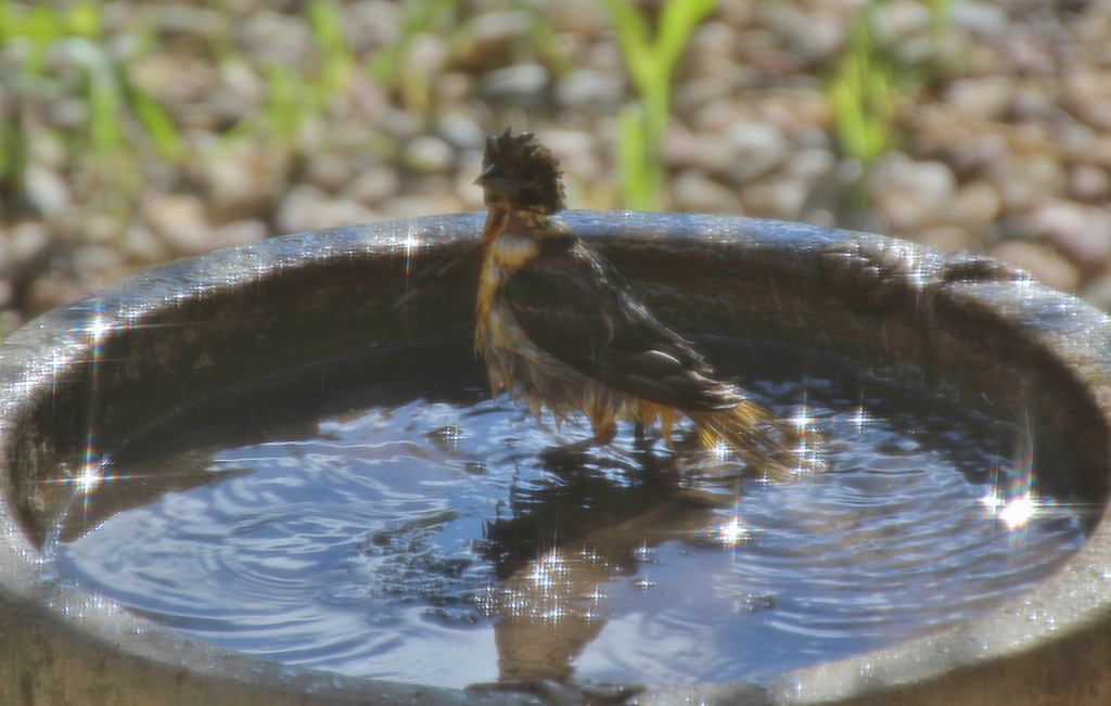 Bathing Young Oriole by bjchipman