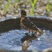 Bathing Young Oriole by bjchipman