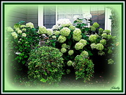 26th Jun 2017 - Hydrangea flowers in Green and whitte