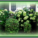 Hydrangea flowers in Green and whitte by vernabeth