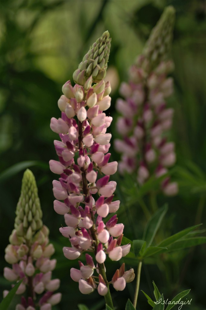 Lupines are hanging in there! by radiogirl