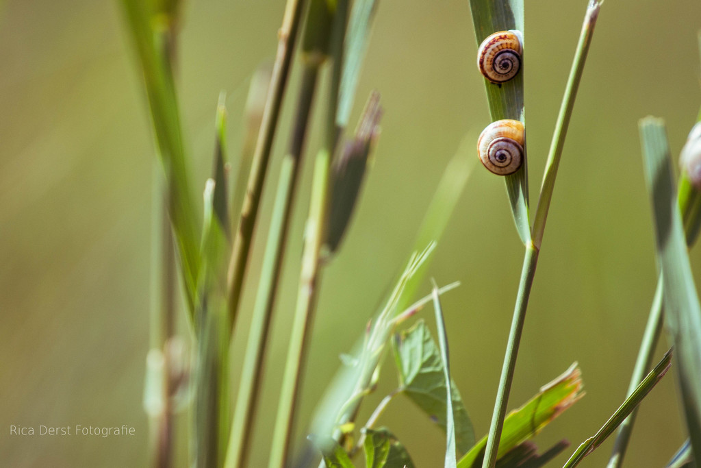 snails on tour by ricaa