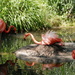 Pretty Flamingo by julie