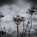 Withered Cow Parsley - Lensbaby Style... by vignouse