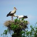 A stork family by gijsje