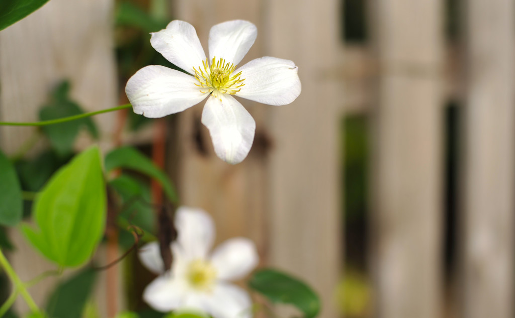 White Clematis 2 by loweygrace