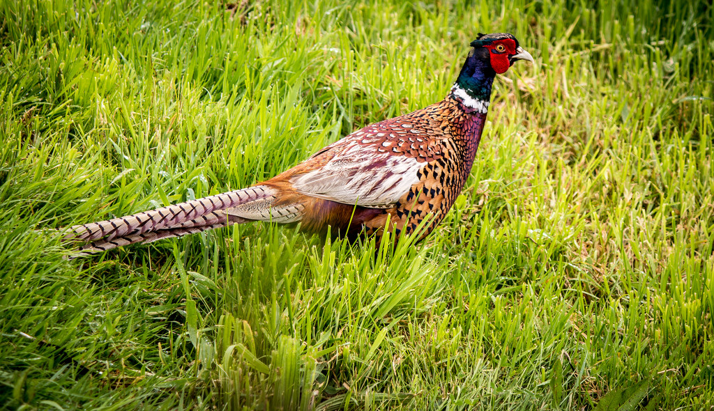 Pheasant by swillinbillyflynn