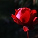 Solitary rose by kiwinanna