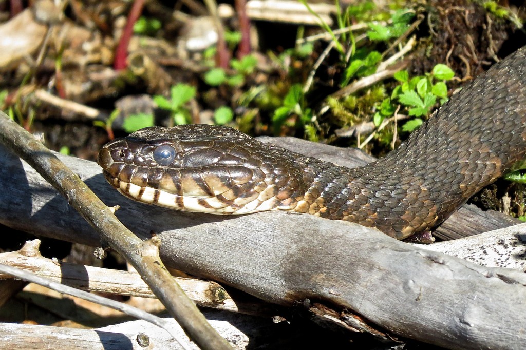 Water Snake Drying Off by rob257