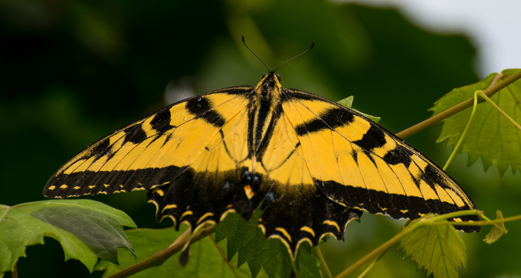 Eastern Tiger Swallowtail! by rickster549