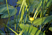 28th Jun 2017 - The Pond at Bauer Park