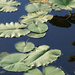 Lily Pads, Bauer Park by falcon11