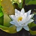 Lily on the Pond  by caitnessa