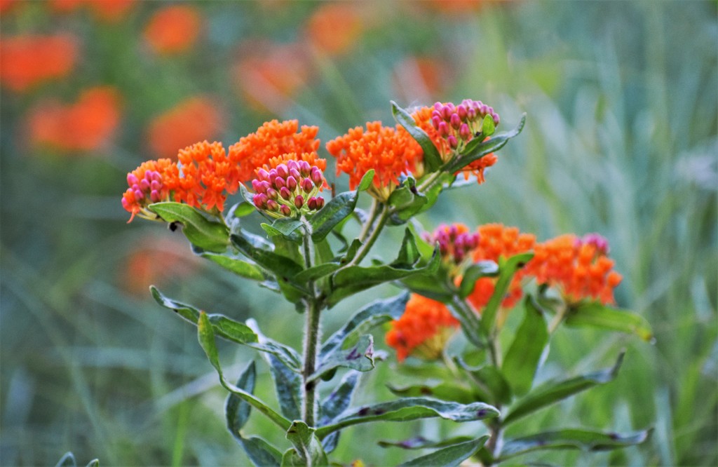 Butterfly weed by caitnessa