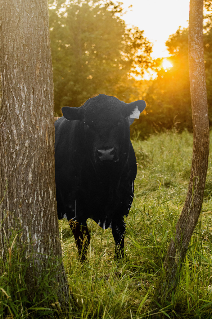 Mr. Bull by farmreporter