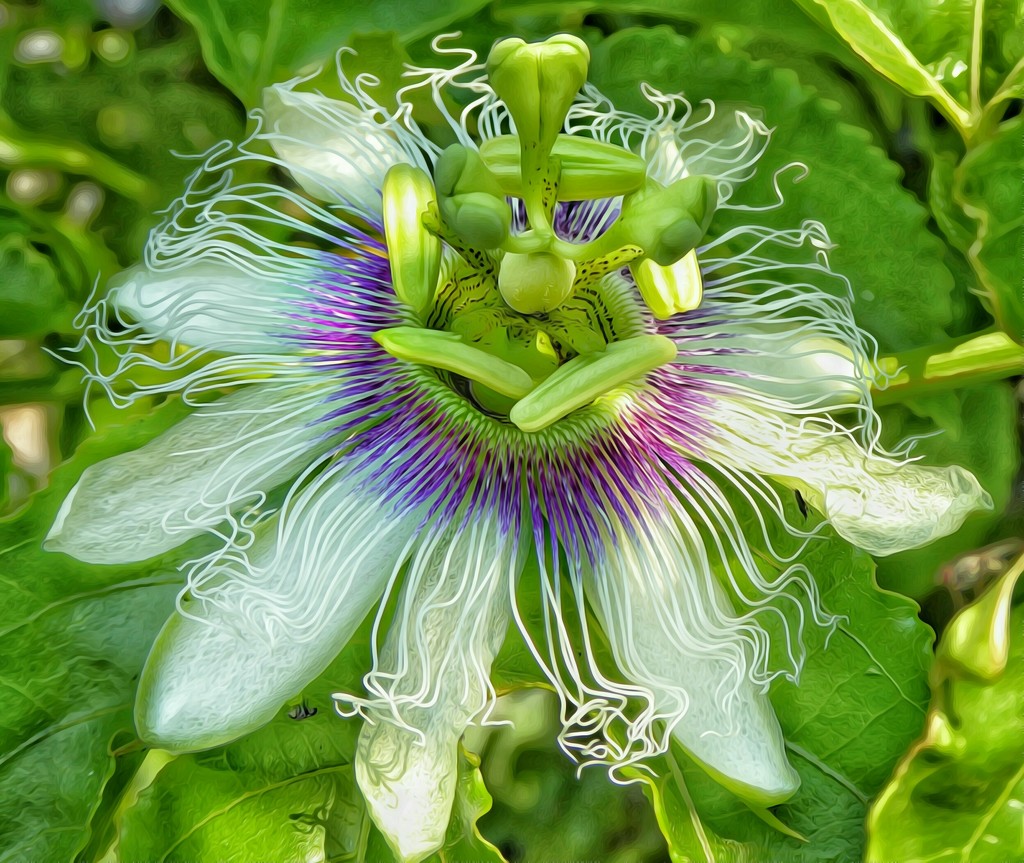 Passionfruit flower......... by ludwigsdiana