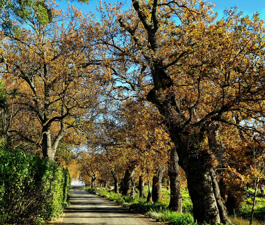 Oak lined road........ by ludwigsdiana