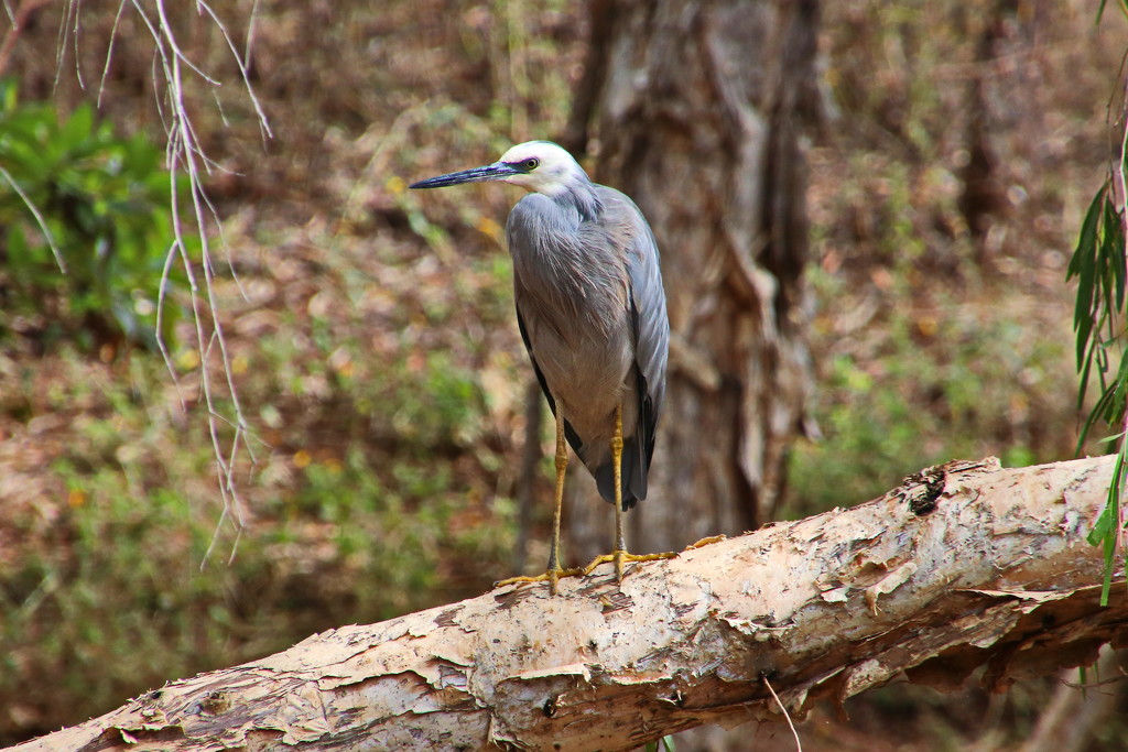 White Faced Heron by terryliv