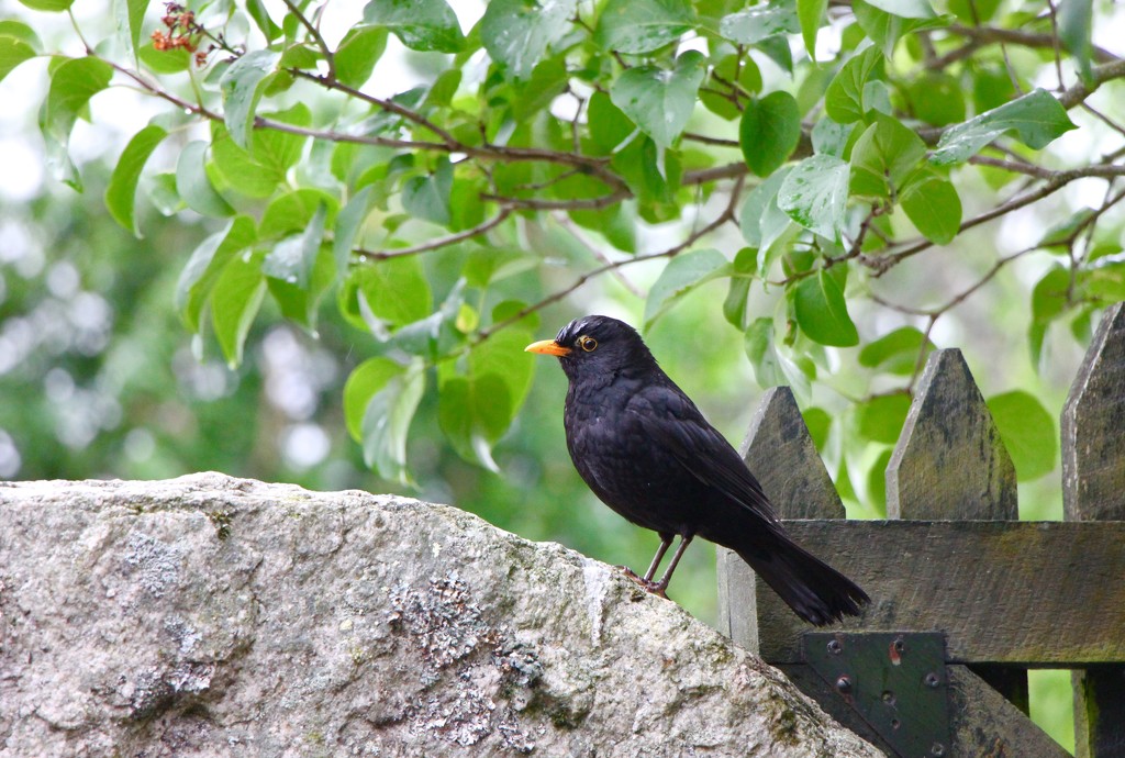 Mr Blackbird by jamibann