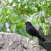 Mr Blackbird by jamibann
