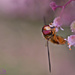 Hoverfly And Heuchera Flowers by carolmw