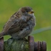 SOGGY SPARROW by markp