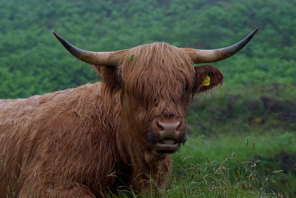 SODDEN COO by markp