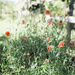 Surprise poppies by lily