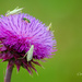 Thistle Visitors by cindymc