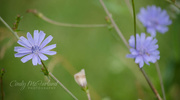 26th Jun 2017 - Little blue wildflowers