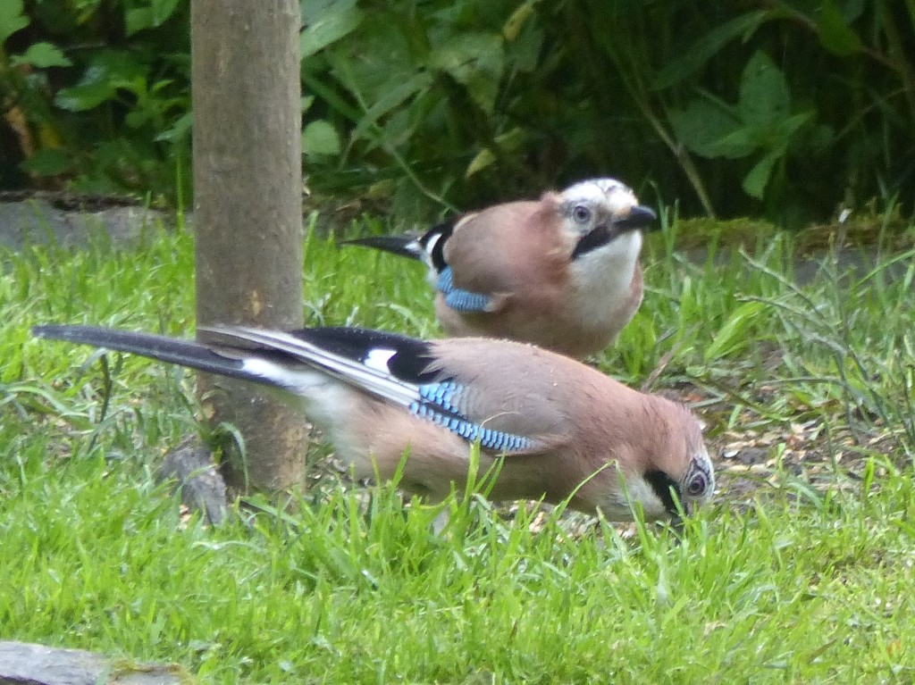Not One but Two Jays  by susiemc