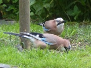 29th Jun 2017 - Not One but Two Jays 