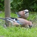 Not One but Two Jays  by susiemc
