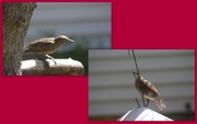 29th Jun 2017 - What kind of bird is this