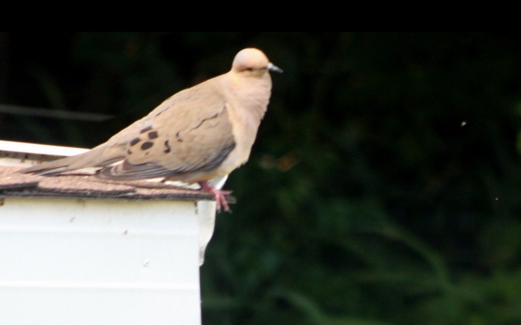 A light coloured mourning dove. by bruni