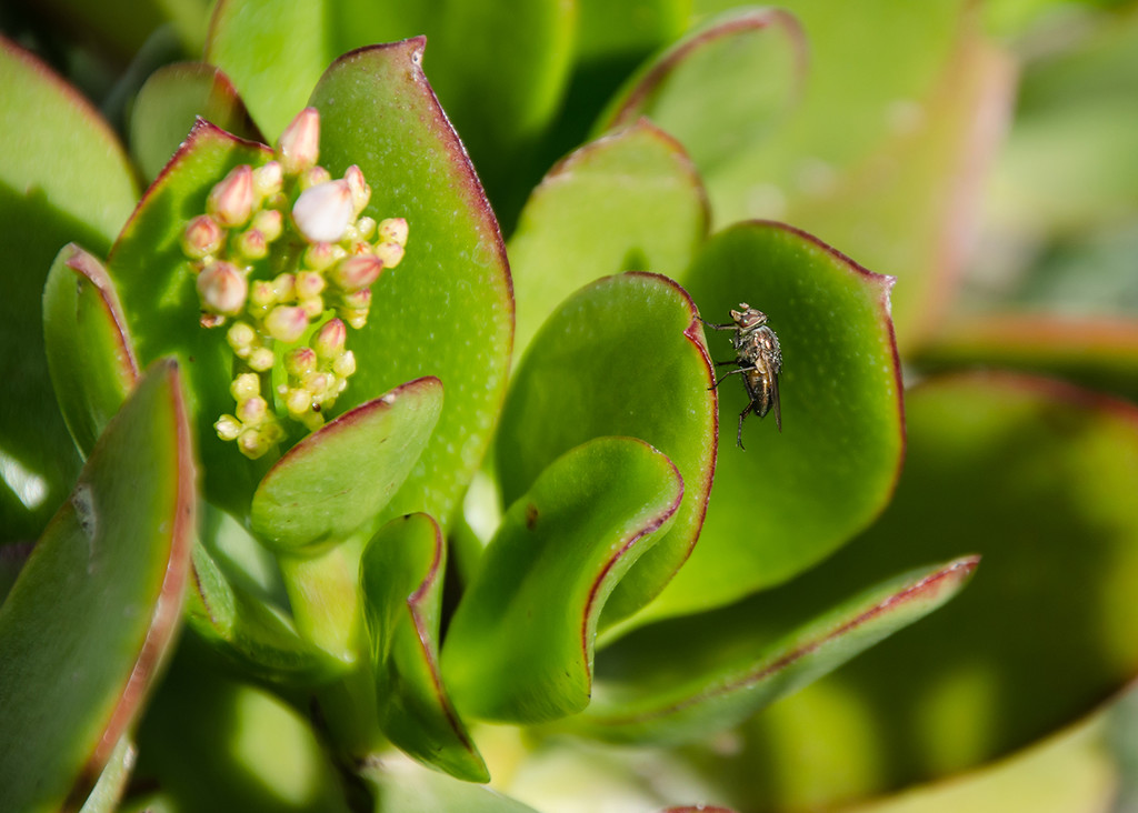 Crassula with visiting Fly by salza