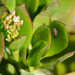 Crassula with visiting Fly by salza