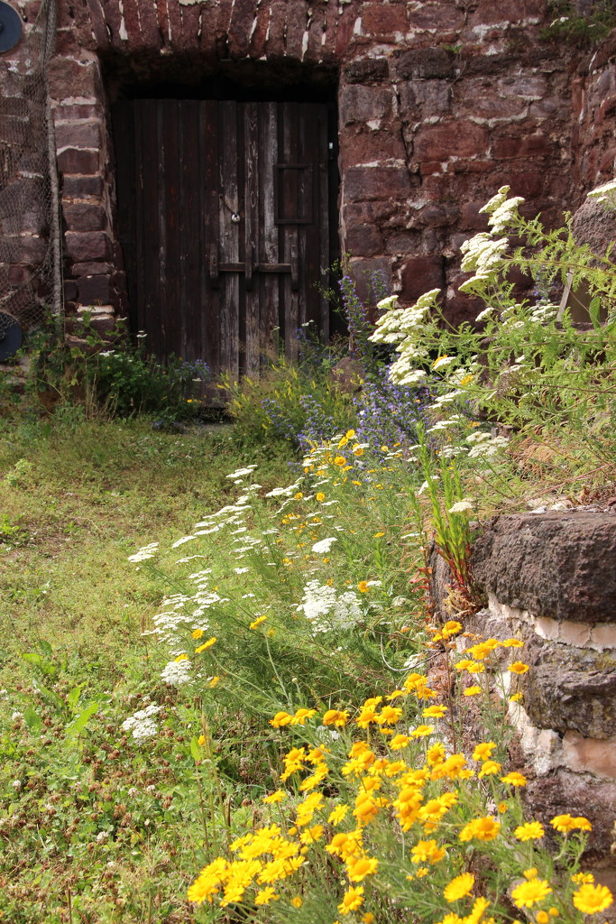 Wild flowers among the ruins by busylady